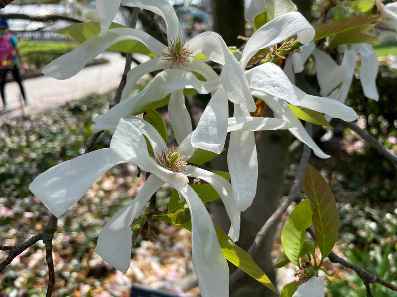 Magnolia Wadas Memory