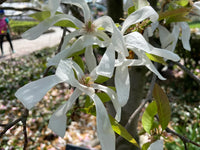 Magnolia Wadas Memory