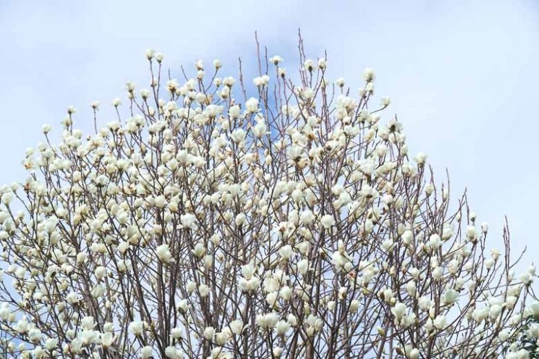 Magnolia Yulan Grafted (Magnolia denudata) - Ladybird Nursery