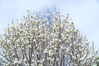 Magnolia Yulan Grafted (Magnolia denudata) - Ladybird Nursery