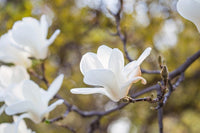 Magnolia Yulan Grafted (Magnolia denudata) - Ladybird Nursery