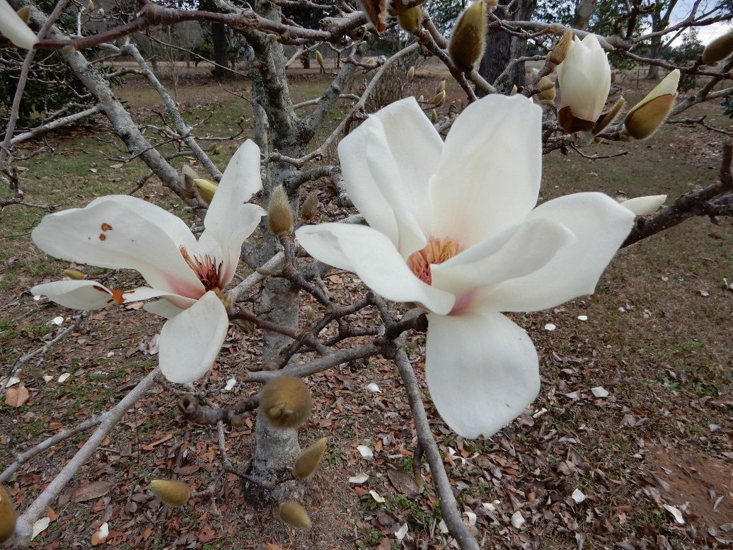 Magnolia Yulan Grafted (Magnolia denudata)