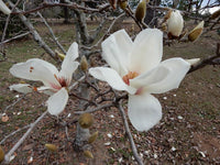 Magnolia Yulan Grafted (Magnolia denudata)