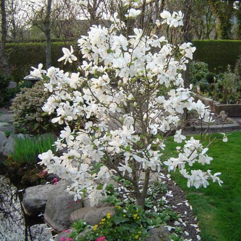 Magnolia loebneri Merrill (Magnolia x)