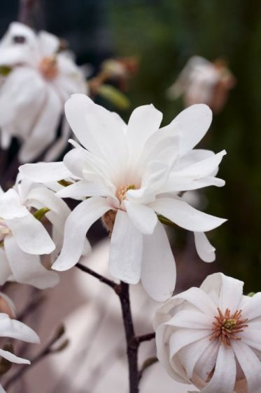 Magnolia loebneri Merrill (Magnolia x)