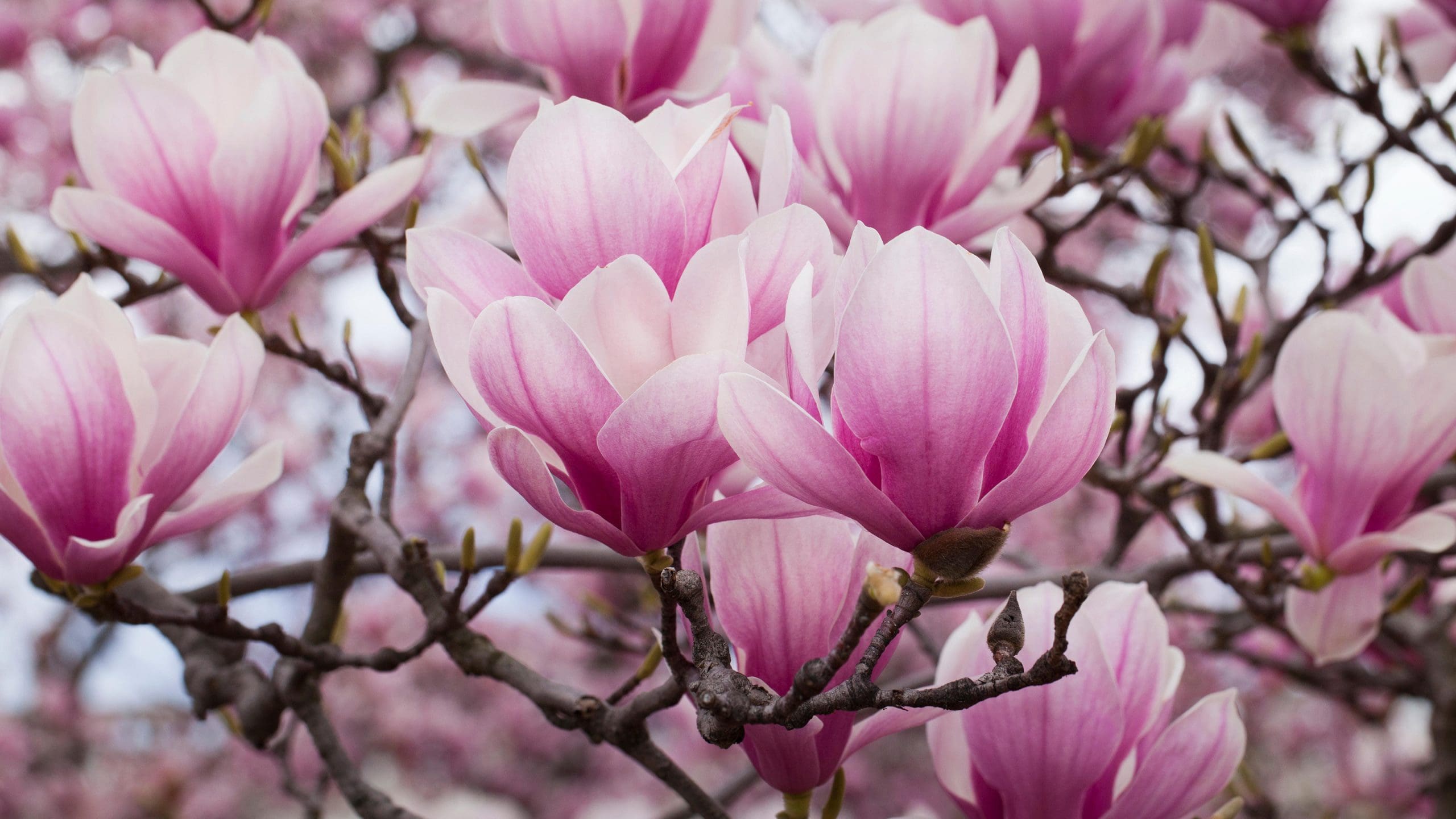 Magnolia Soulangeana Brozzoni Plant – Buy Now! – Ladybird Nursery