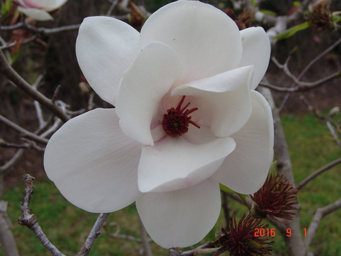 Magnolia soulangeana Brozzoni (Magnolia x.) - Ladybird Nursery