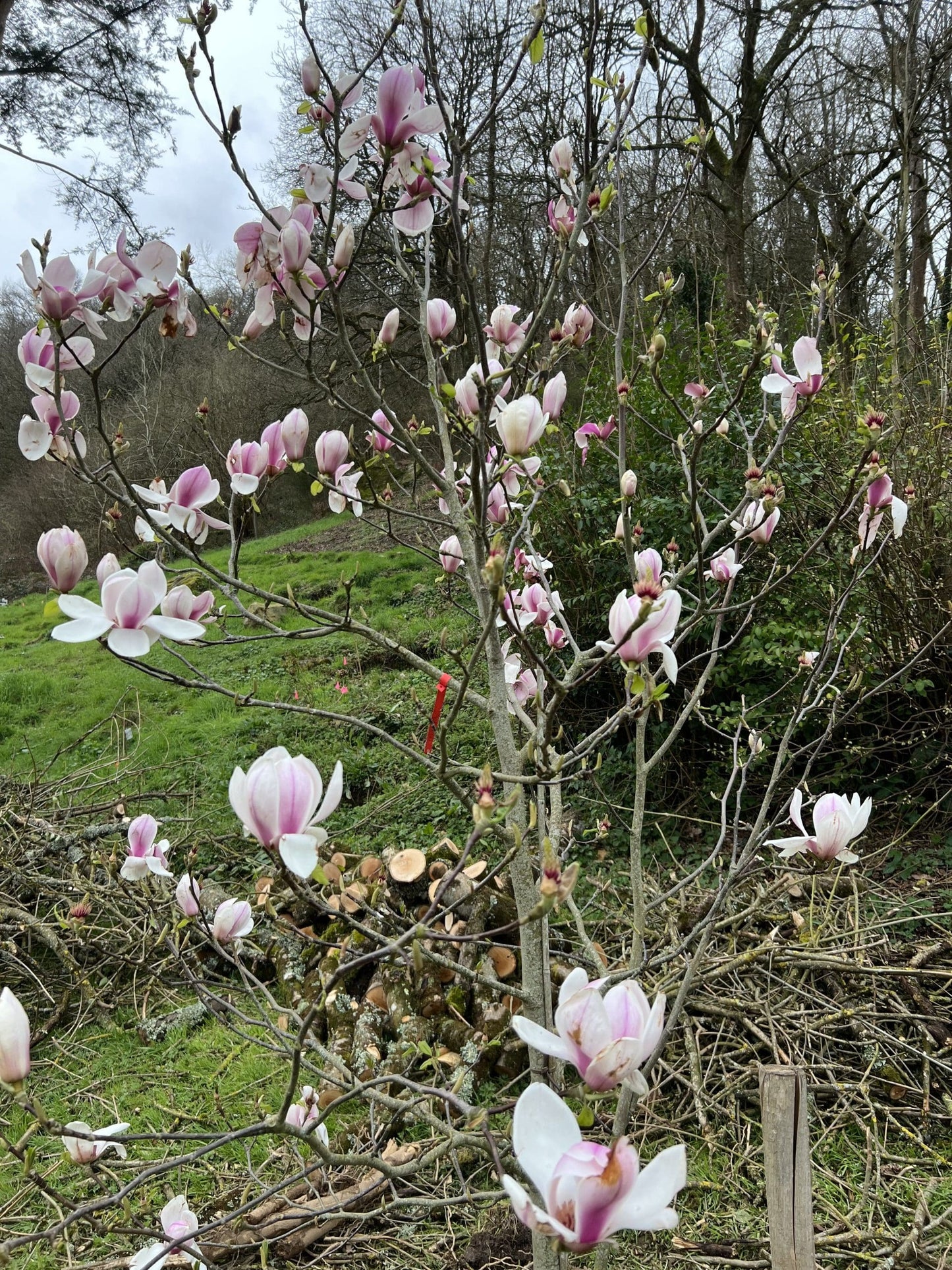 Magnolia soulangeana Brozzoni (Magnolia x.)