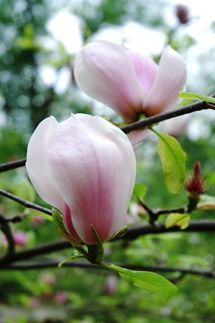 Magnolia soulangeana Brozzoni (Magnolia x.)