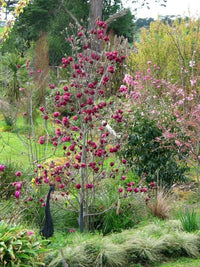 Magnolia soulangeana Genie (Magnolia x) - Ladybird Nursery