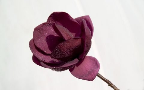 Magnolia soulangeana Genie (Magnolia x) - Ladybird Nursery