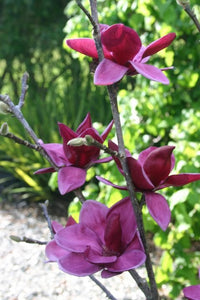 Magnolia soulangeana Genie (Magnolia x) - Ladybird Nursery