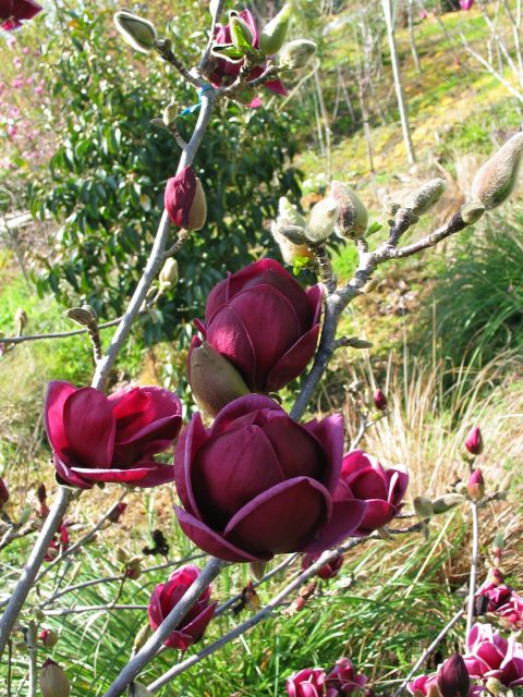 Magnolia soulangeana Genie (Magnolia x)