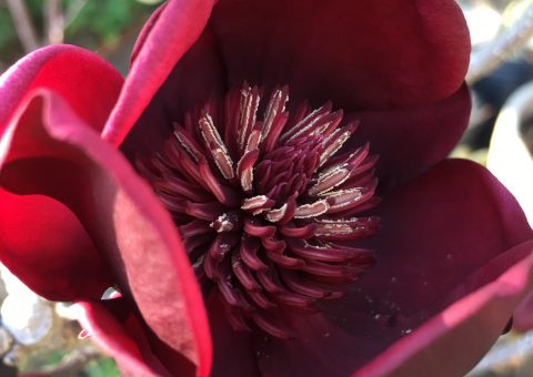 Magnolia soulangeana Genie (Magnolia x)