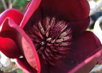 Magnolia soulangeana Genie (Magnolia x)