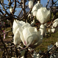 Magnolia soulangeana Lennei Alba (Magnolia x) - Ladybird Nursery