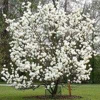 Magnolia soulangeana Lennei Alba (Magnolia x) - Ladybird Nursery