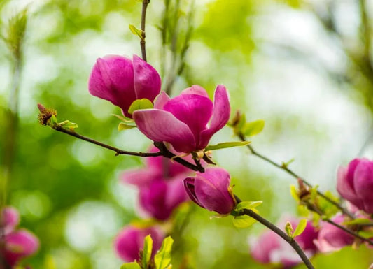 Magnolia soulangeana Lennei (Magnolia x)