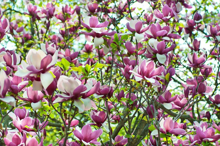 Magnolia soulangeana Lennei (Magnolia x)