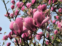 Magnolia soulangeana Lennei (Magnolia x) - Ladybird Nursery