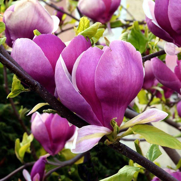 Magnolia soulangeana Lennei (Magnolia x)