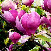 Magnolia soulangeana Lennei (Magnolia x)