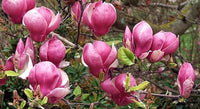 Magnolia soulangeana Lennei (Magnolia x)