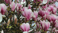 Magnolia soulangeana (Magnolia x.) - Ladybird Nursery