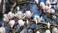 Magnolia soulangeana (Magnolia x.) - Ladybird Nursery