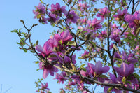 Magnolia soulangeana Purple (Magnolia x.) - Ladybird Nursery