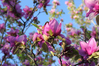 Magnolia soulangeana Purple (Magnolia x.) - Ladybird Nursery