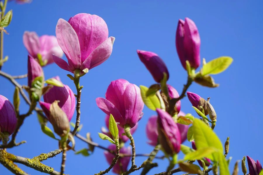 Magnolia soulangeana Purple (Magnolia x.) - Ladybird Nursery