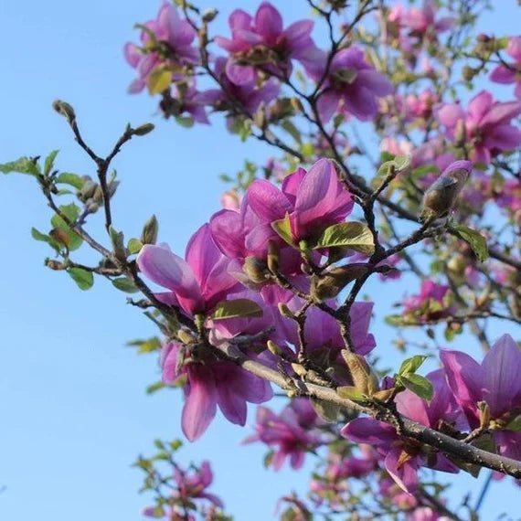 Magnolia soulangeana Purple (Magnolia x.) - Ladybird Nursery