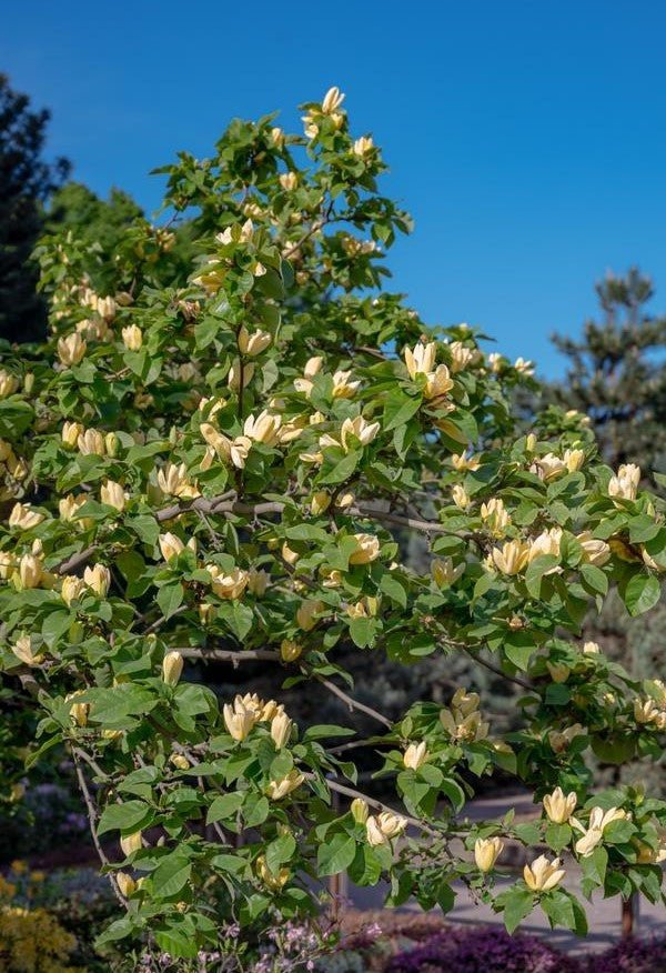 Magnolia soulangeana Sunsation (Magnolia x) - Ladybird Nursery
