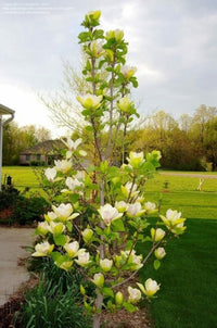 Magnolia soulangeana Sunsation (Magnolia x) - Ladybird Nursery