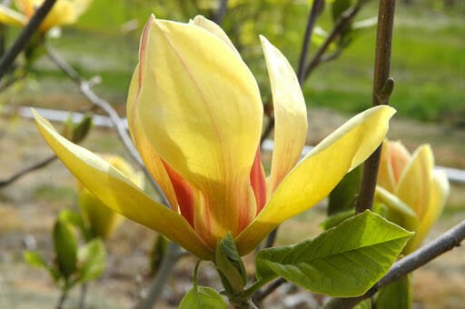 Magnolia soulangeana Sunsation (Magnolia x) - Ladybird Nursery