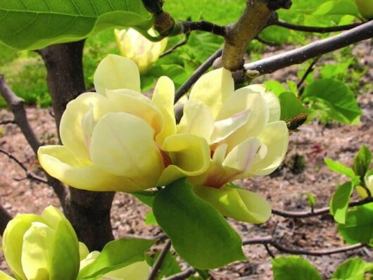 Magnolia soulangeana Sunsation (Magnolia x) - Ladybird Nursery