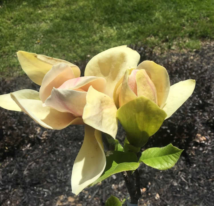Magnolia soulangeana Sunsation (Magnolia x)
