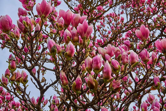 Magnolia soulangeana