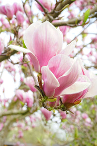 Magnolia soulangeana 250mm pot (Pickup Only) - Ladybird Nursery