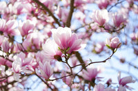 Magnolia soulangeana 250mm pot (Pickup Only) - Ladybird Nursery