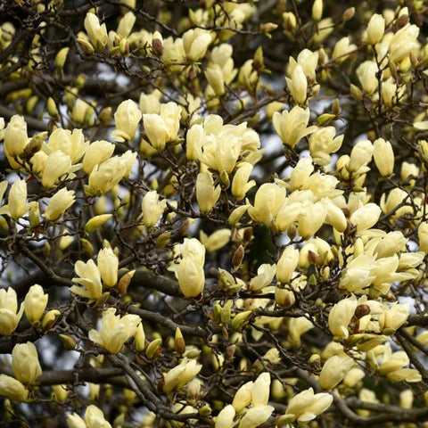 Magnolia x denudata Elizabeth (Magnolia acuminata)