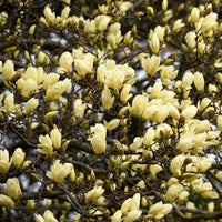 Magnolia x denudata Elizabeth (Magnolia acuminata)