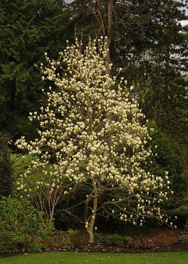 Magnolia x denudata Elizabeth (Magnolia acuminata) - Ladybird Nursery