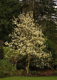 Magnolia x denudata Elizabeth (Magnolia acuminata) - Ladybird Nursery