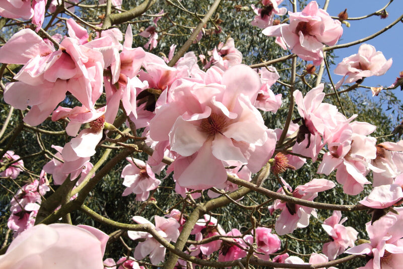 Magnolia x sargentiana Caerhays Belle (Magnolia sprengeri)