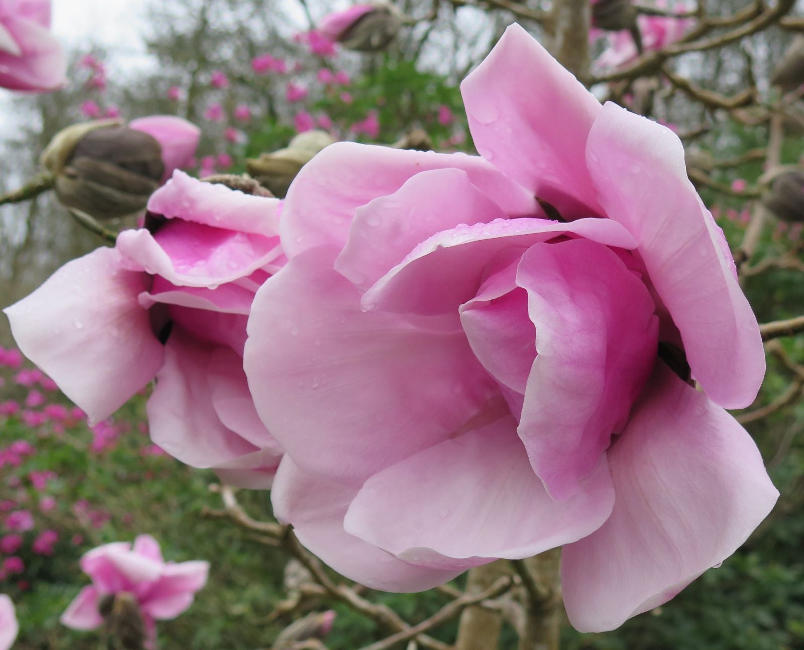 Magnolia x sargentiana Caerhays Belle (Magnolia sprengeri) - Ladybird Nursery