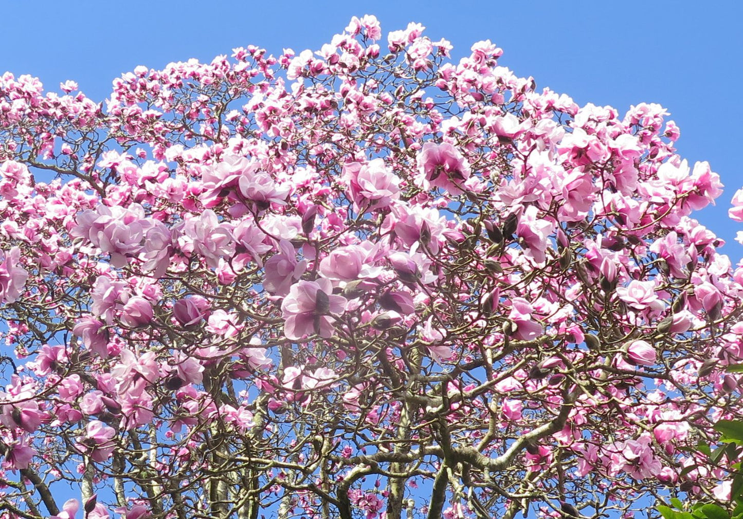 Magnolia x sargentiana Caerhays Belle (Magnolia sprengeri)