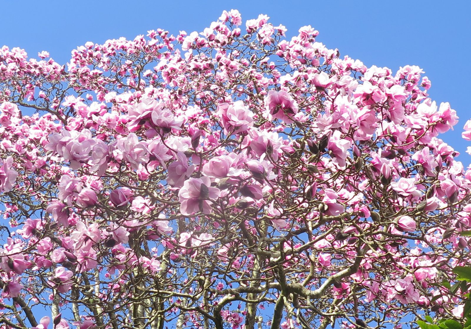 Magnolia x sargentiana Caerhays Belle (Magnolia sprengeri)