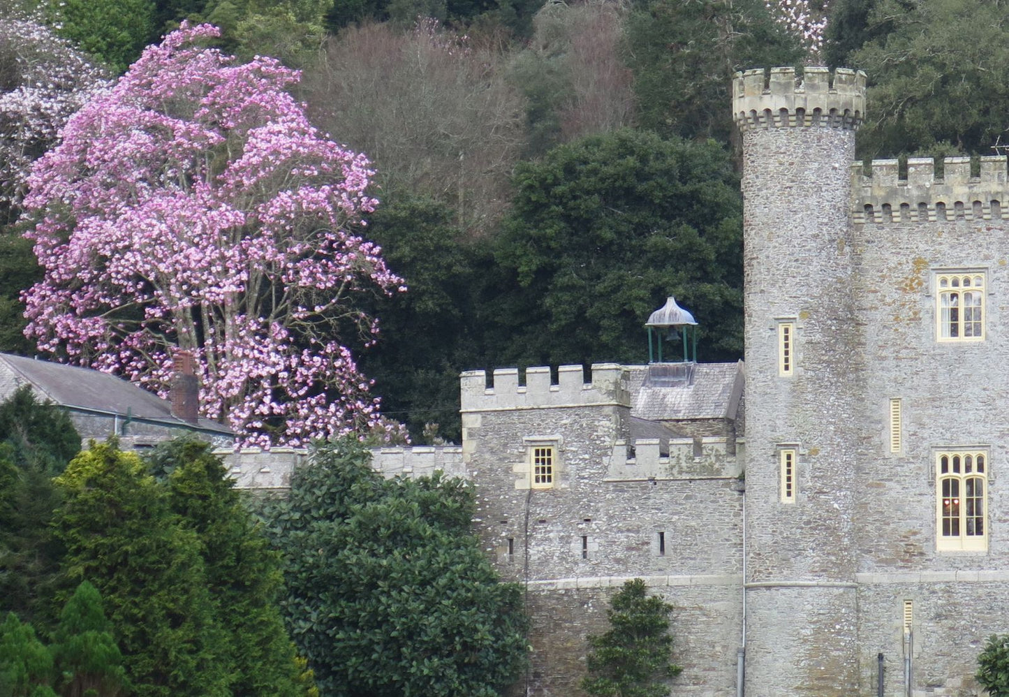 Magnolia x sargentiana Caerhays Belle (Magnolia sprengeri)